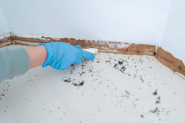 Best Insect Control  in Andalusia, IL